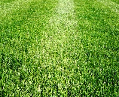 Правила укладки газона для занятий спортом